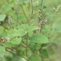 Salvia tiliifolia Vahl